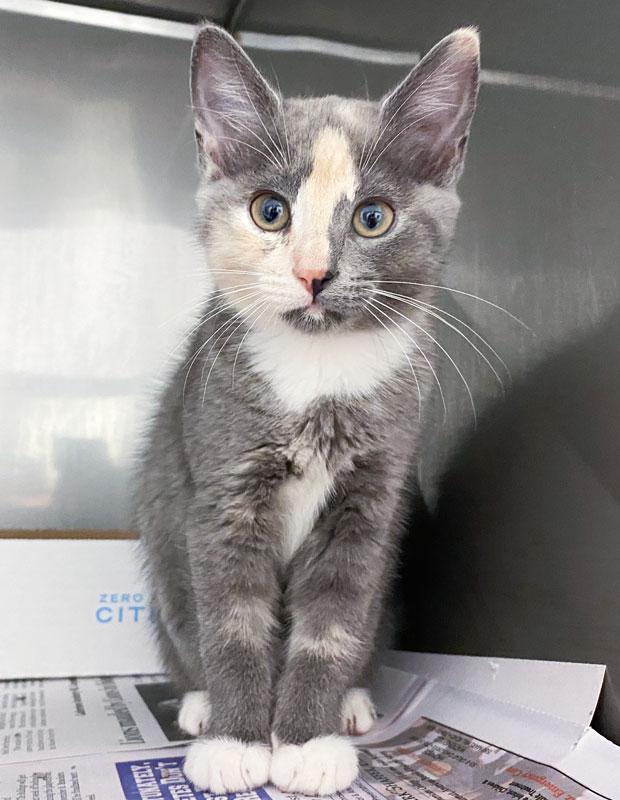 Ritz, adopted, Kitten Female Domestic Medium Hair.