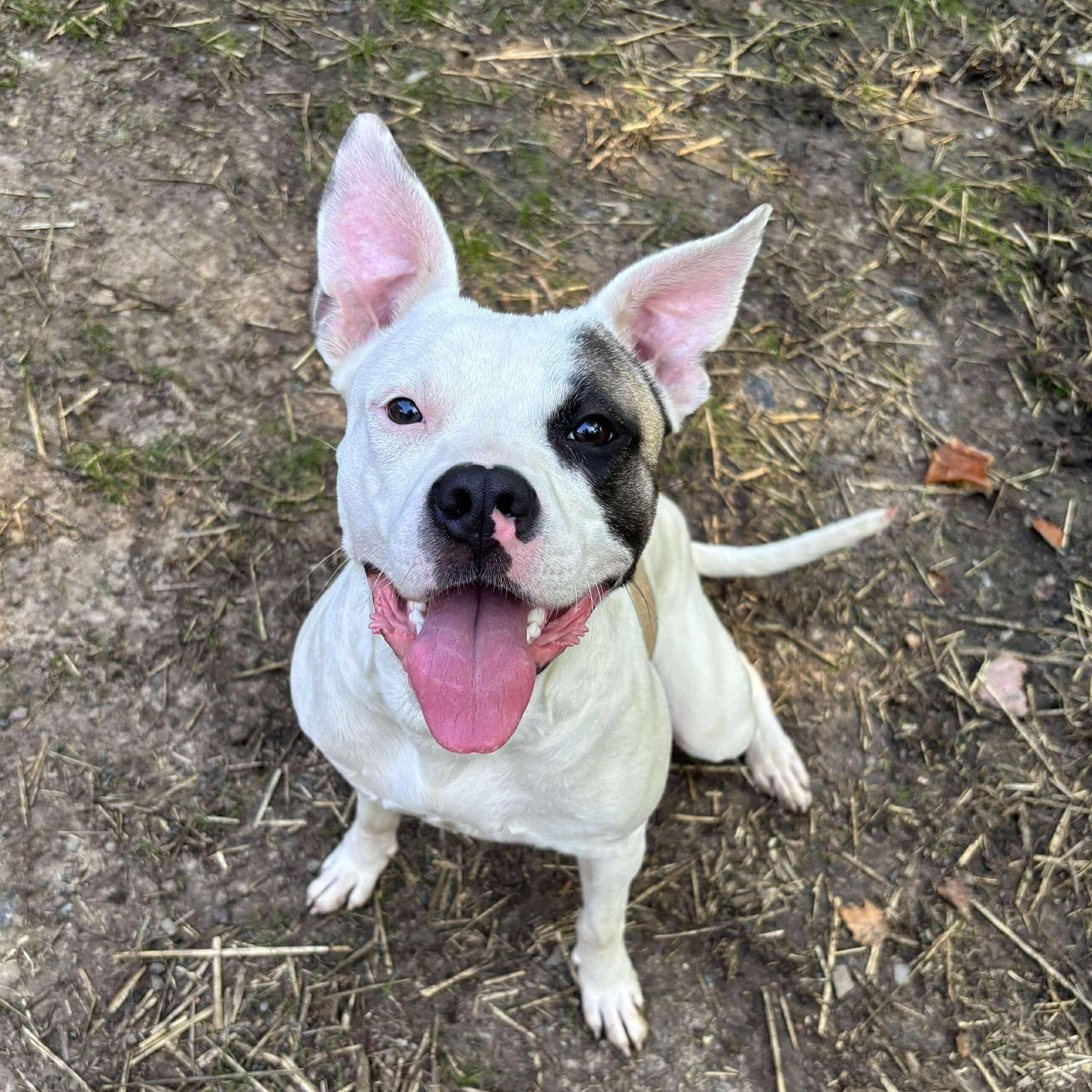 Belle