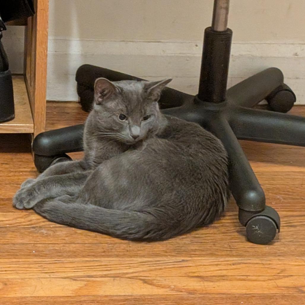 Graeson, Adoptable, Young Male Domestic Short Hair.