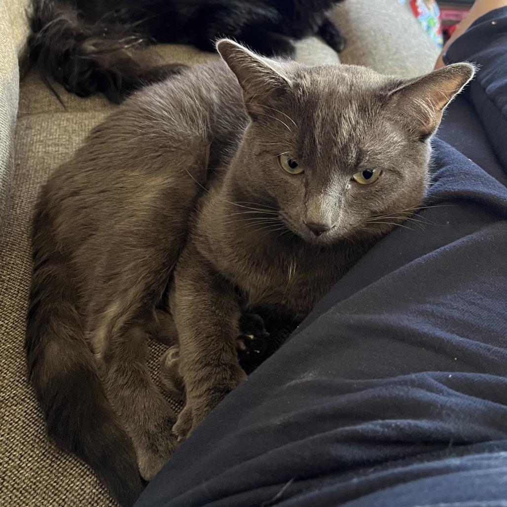 Enlarge Graeson, a Adoptable Domestic Short Hair in Wakefield, MA image 2/2