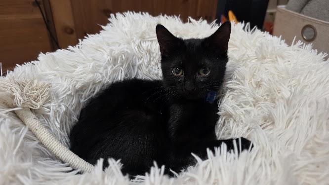 Berlioz, Adoptable, Young Male Domestic Short Hair.
