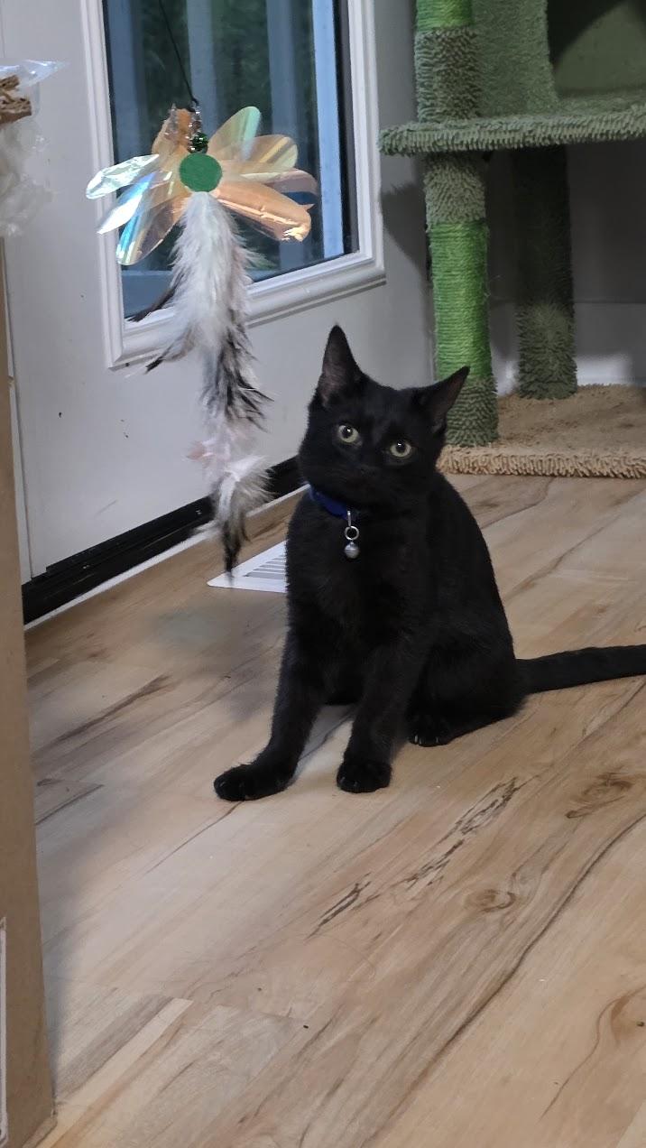 Enlarge Berlioz, a Adoptable Domestic Short Hair in Rockville, MD image 2/3