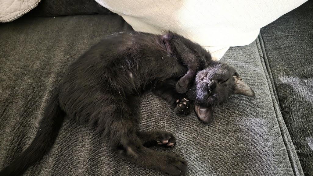 Enlarge Berlioz, a Adoptable Domestic Short Hair in Rockville, MD image 3/3