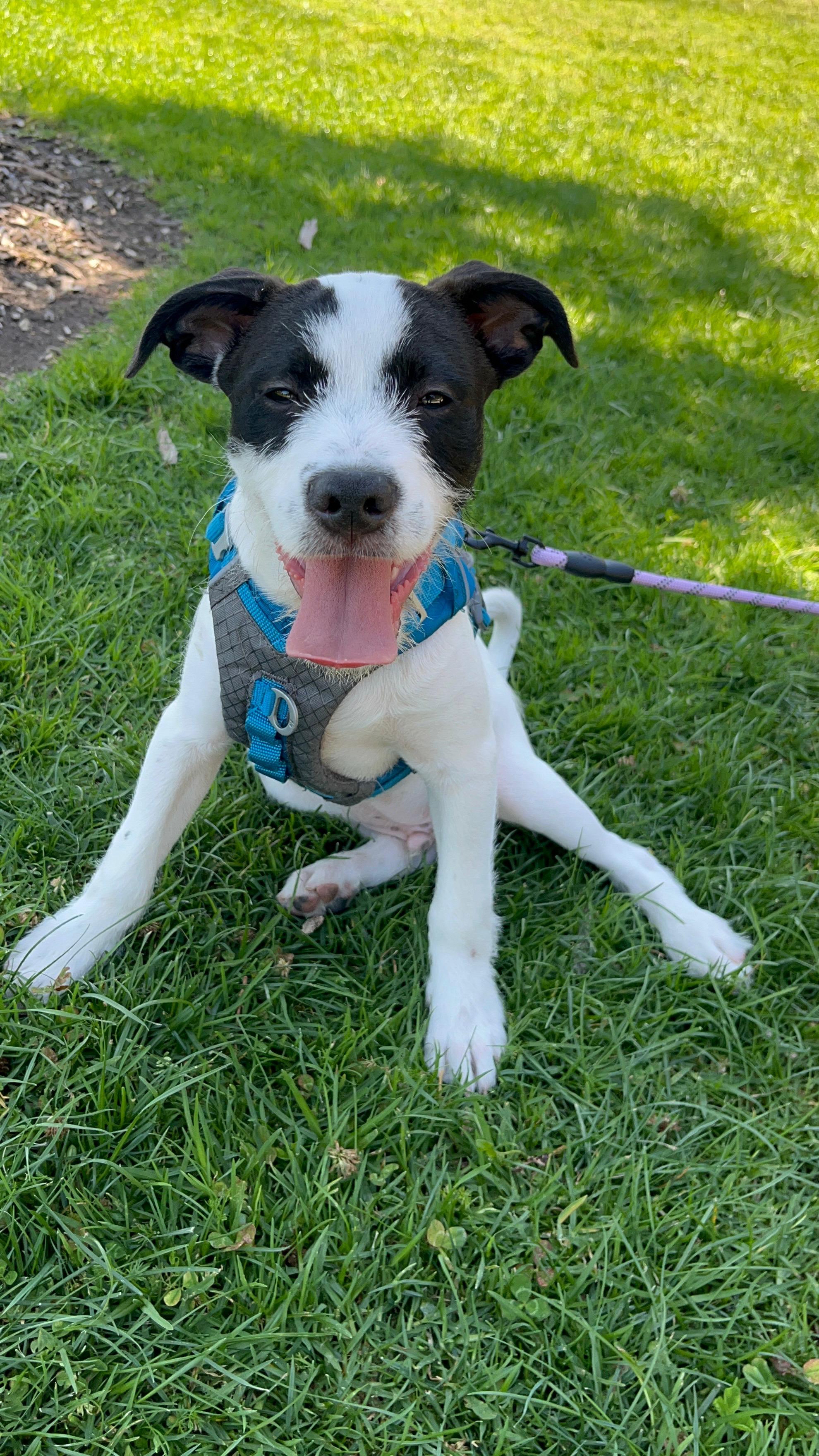 Enlarge Teddy, an adoptable Chihuahua in Murrieta, CA image 1/1