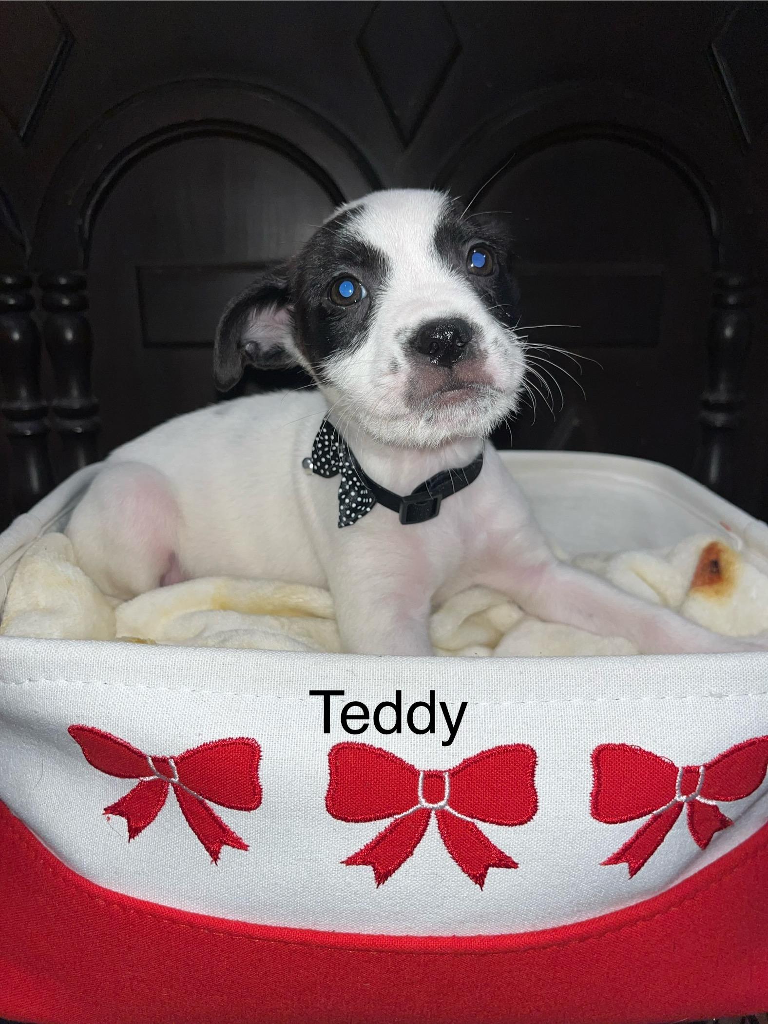 Teddy, adoptable, Puppy Male Chihuahua.