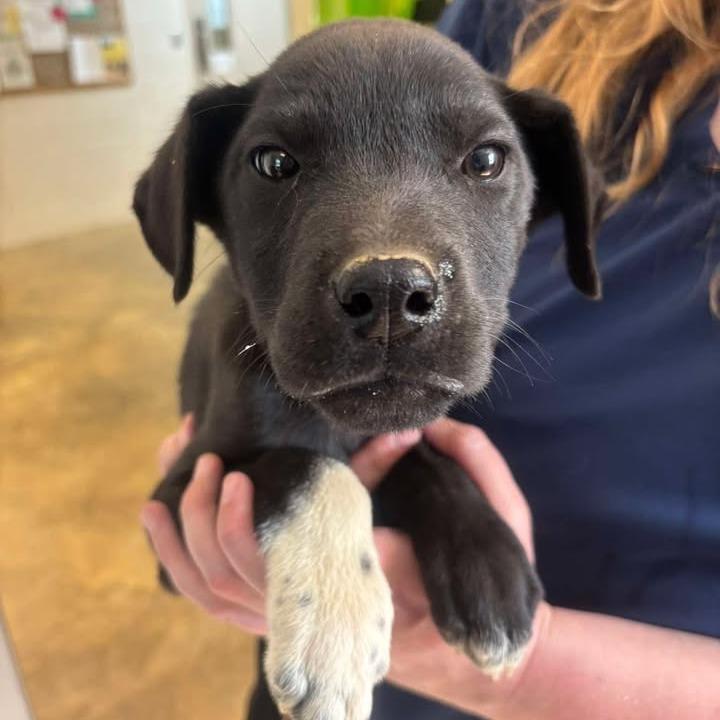 Enlarge Beep - K016, an adopted Black Labrador Retriever in Cleveland, AL image 1/1