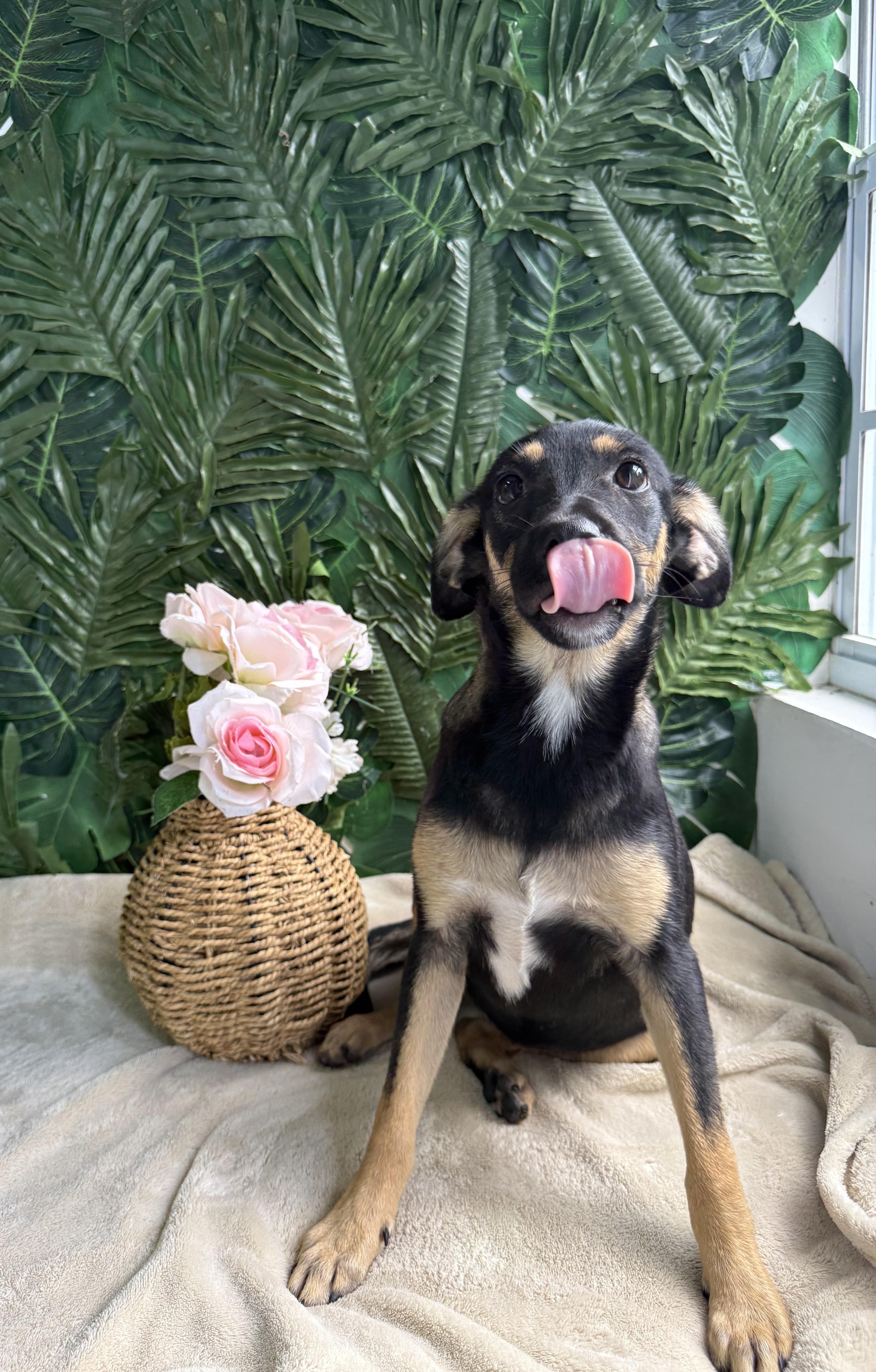 Sapphire, an adoptable Mixed Breed in Orillia, ON, L3V 1P8 | Photo Image 1