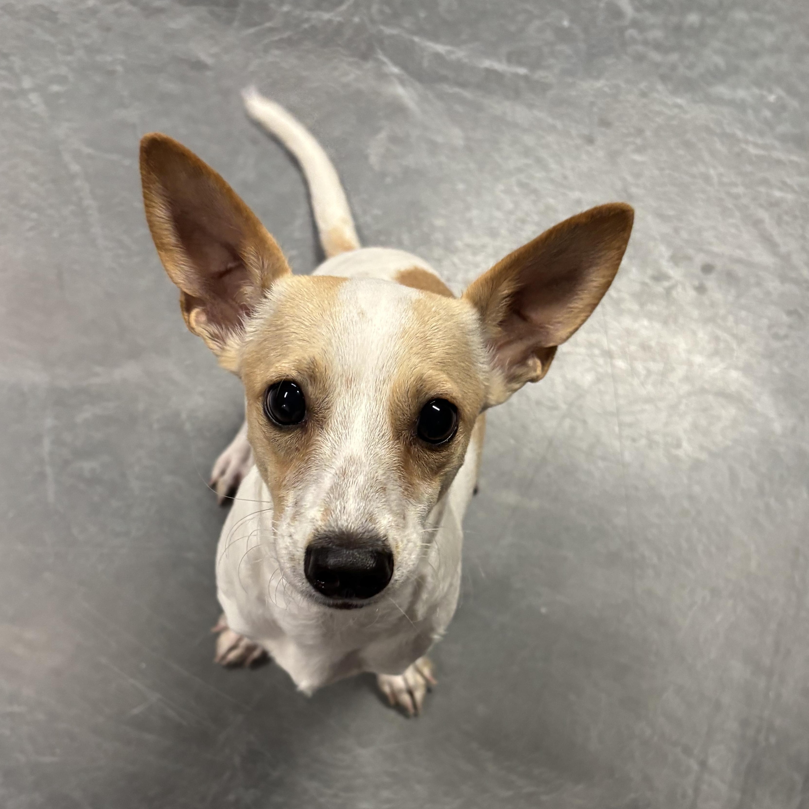 Enlarge Gomez, an adoptable mixed breed in Phoenix, AZ image 5/5