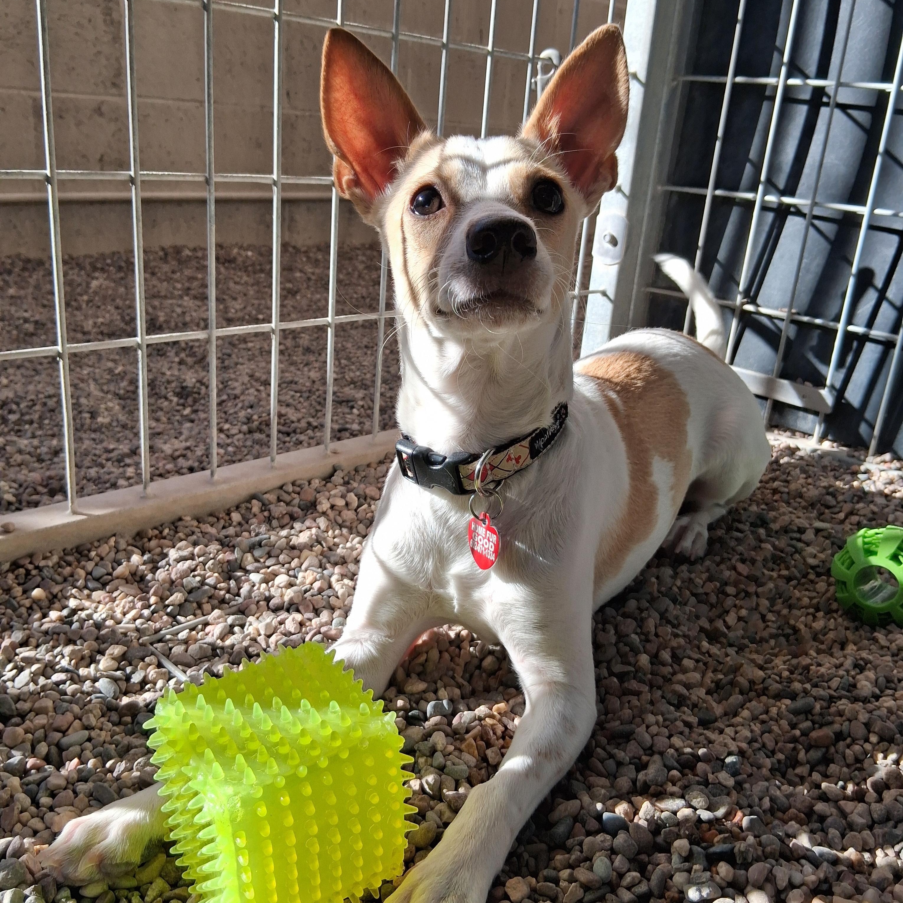 Enlarge Gomez, an adoptable mixed breed in Phoenix, AZ image 3/5