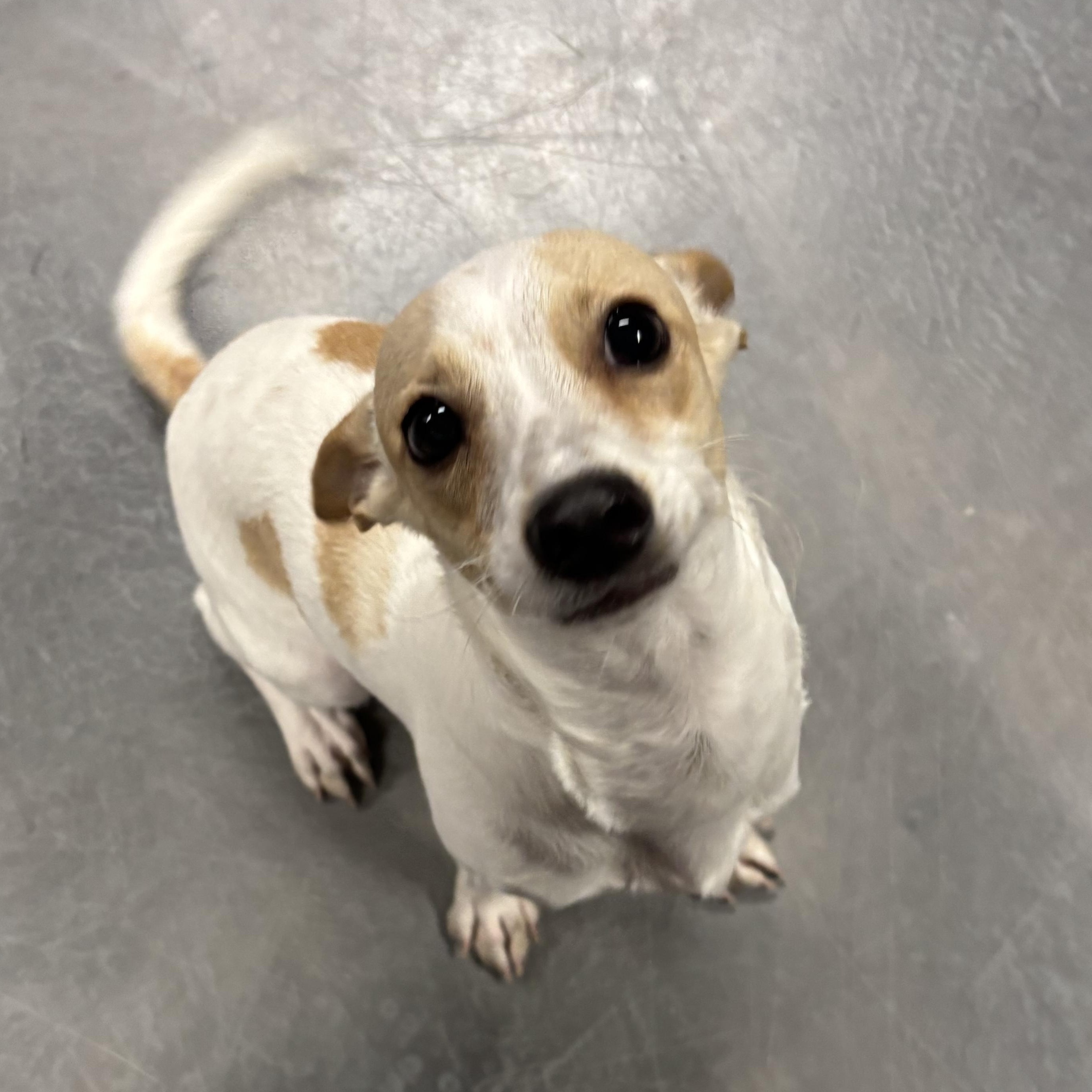 Enlarge Gomez, an adoptable mixed breed in Phoenix, AZ image 4/5