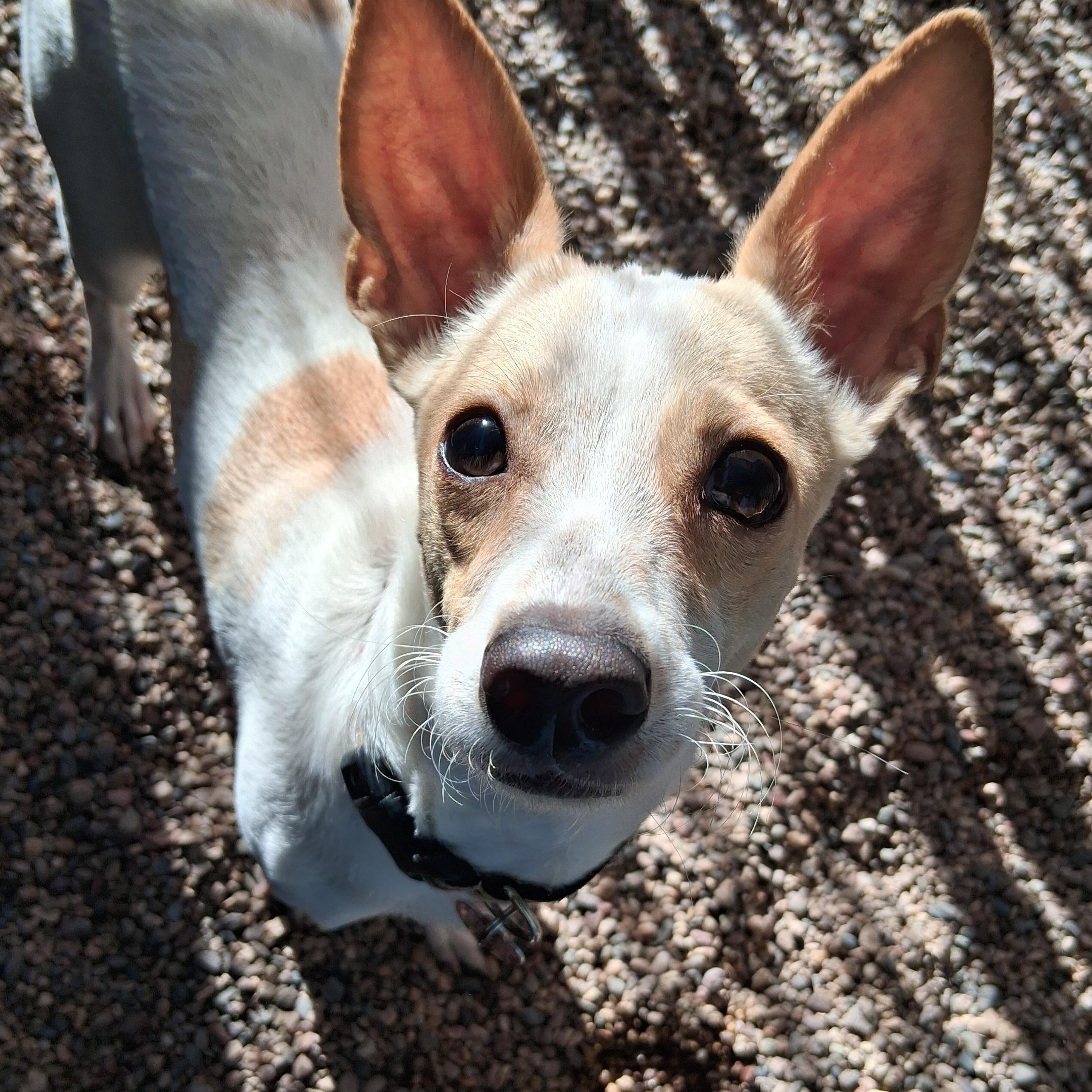 Enlarge Gomez, an adoptable mixed breed in Phoenix, AZ image 1/5