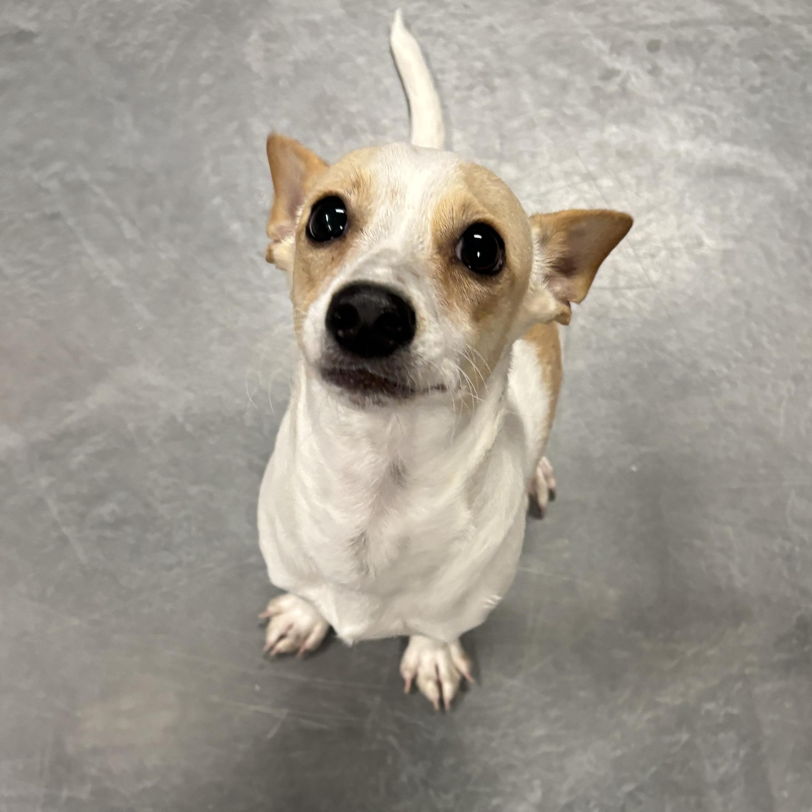 Enlarge Gomez, an adoptable mixed breed in Phoenix, AZ image 2/5