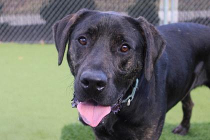 Enlarge Jake, a Adoptable mixed breed in Kansas City, MO image 1/3
