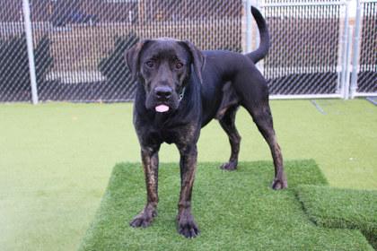 Enlarge Jake, a Adoptable mixed breed in Kansas City, MO image 2/3