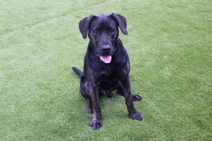 Enlarge Jake, a Adoptable mixed breed in Kansas City, MO image 3/3