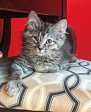 Juneau, a ADOPTABLE Domestic Long Hair in Morgantown, WV image 3/3