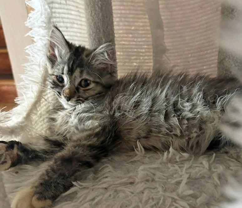 Juneau, a ADOPTABLE Domestic Long Hair in Morgantown, WV image 2/3