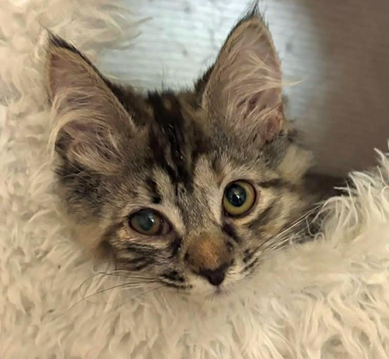 Juneau, ADOPTABLE, Kitten Female Domestic Long Hair.