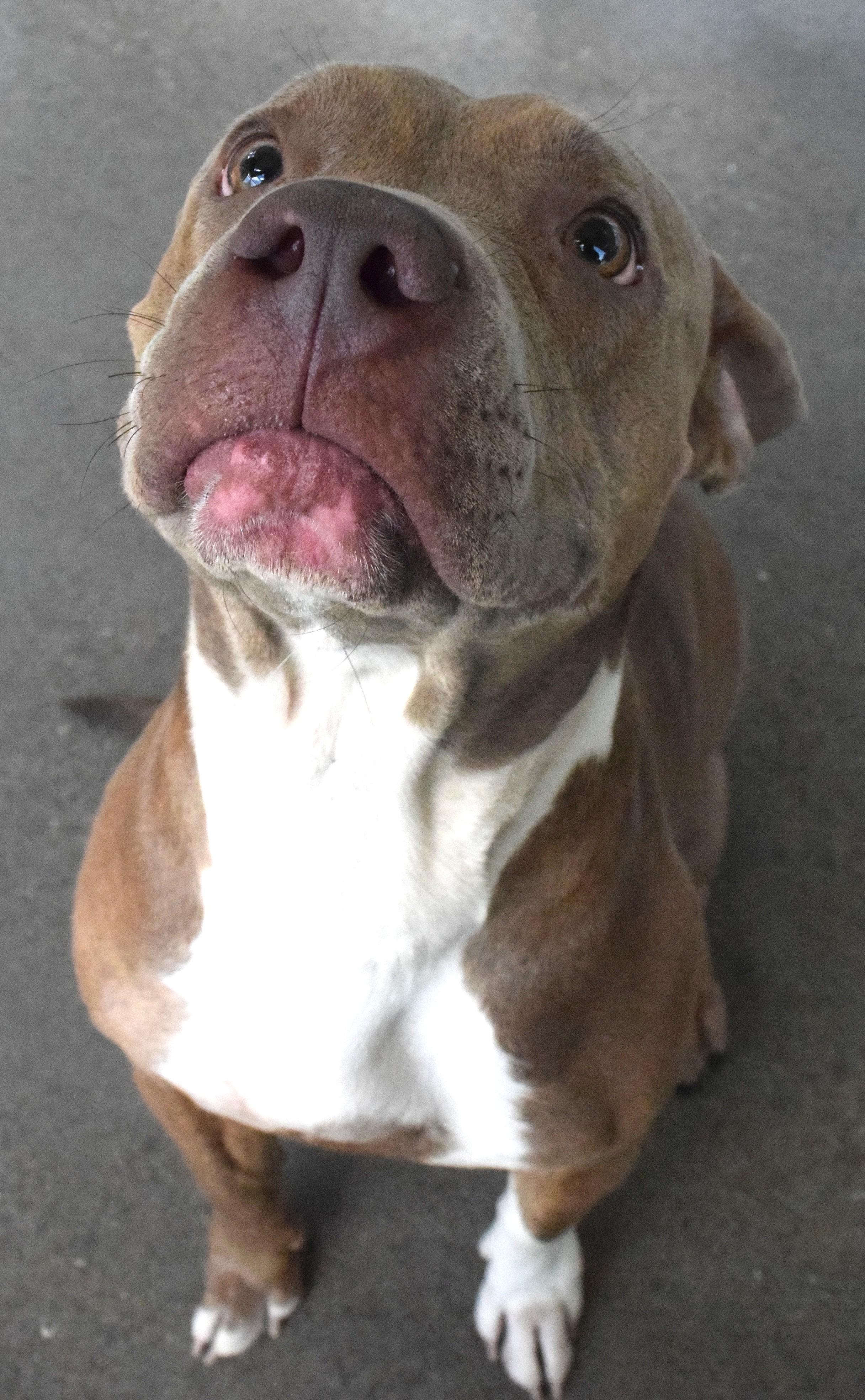 22310, ADOPTABLE, Adult Female Pit Bull Terrier.