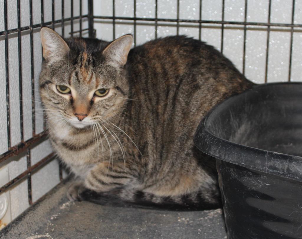 Cecelia Rose, Adoptable, Adult Female Domestic Short Hair.