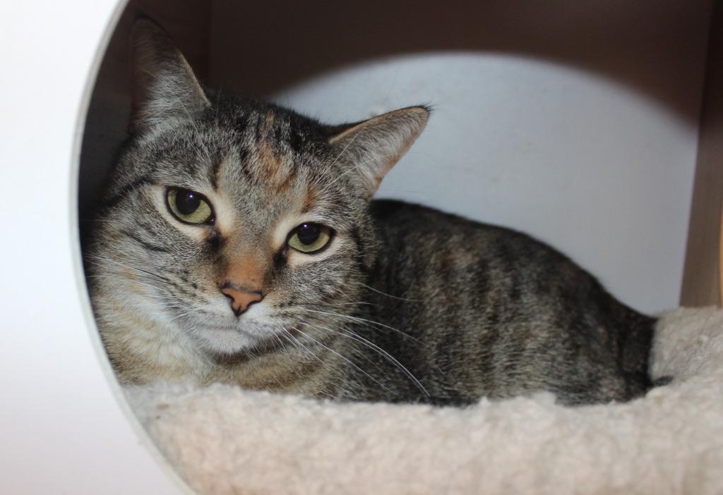 Enlarge Cecelia Rose, a Adoptable mixed breed in Saint James, MN image 2/3