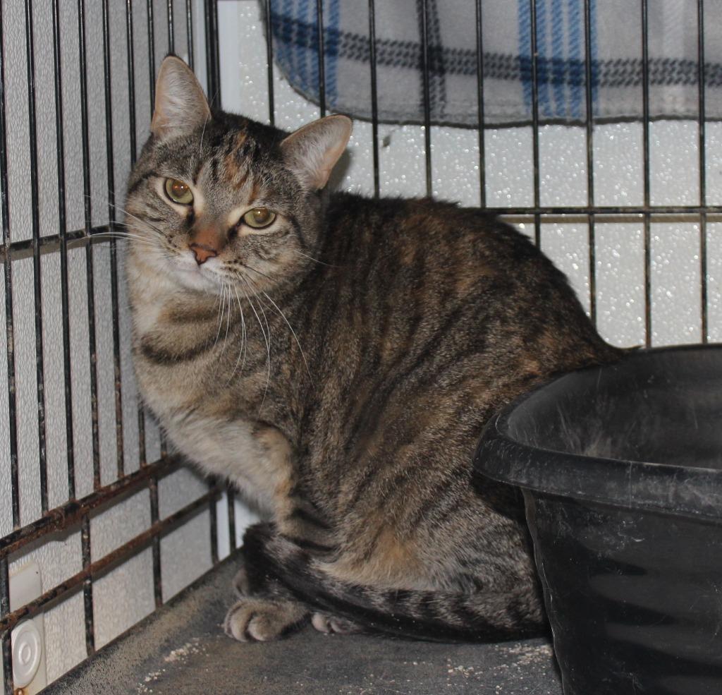 Enlarge Cecelia Rose, a Adoptable mixed breed in Saint James, MN image 3/3