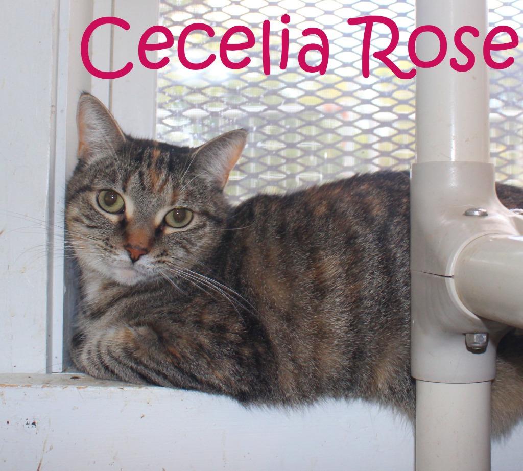 Enlarge Cecelia Rose (Fee Sponsored), a Adoptable mixed breed in Saint James, MN image 4/4