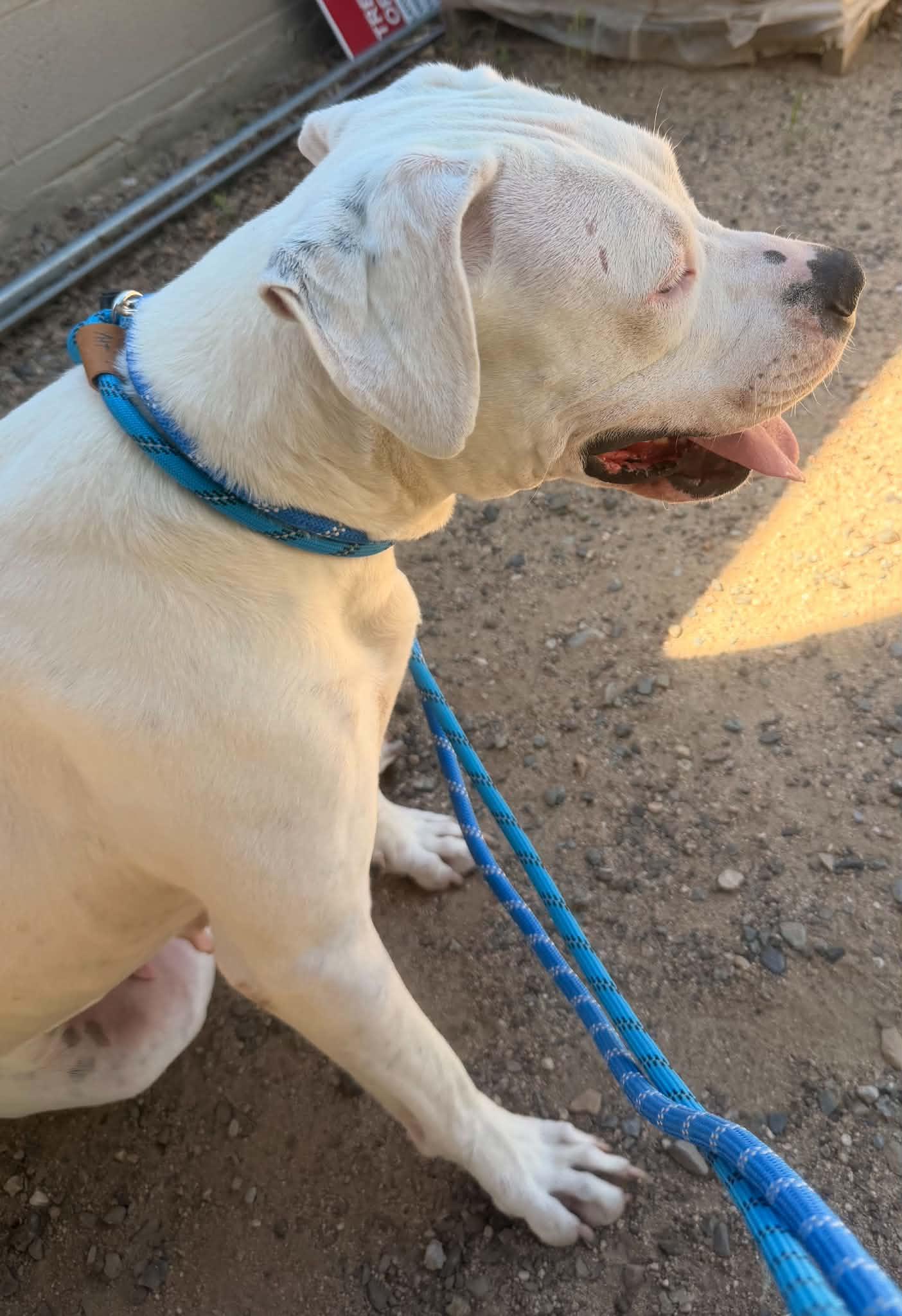 Moon, a ADOPTABLE Mixed Breed in Chino valley, AZ image 3/4