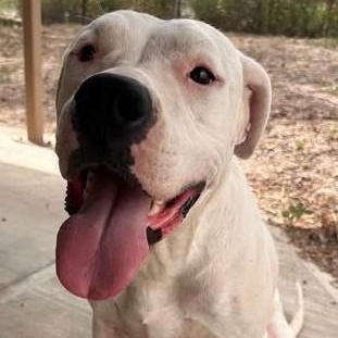 Moon, ADOPTABLE, Adult Female Mixed Breed.