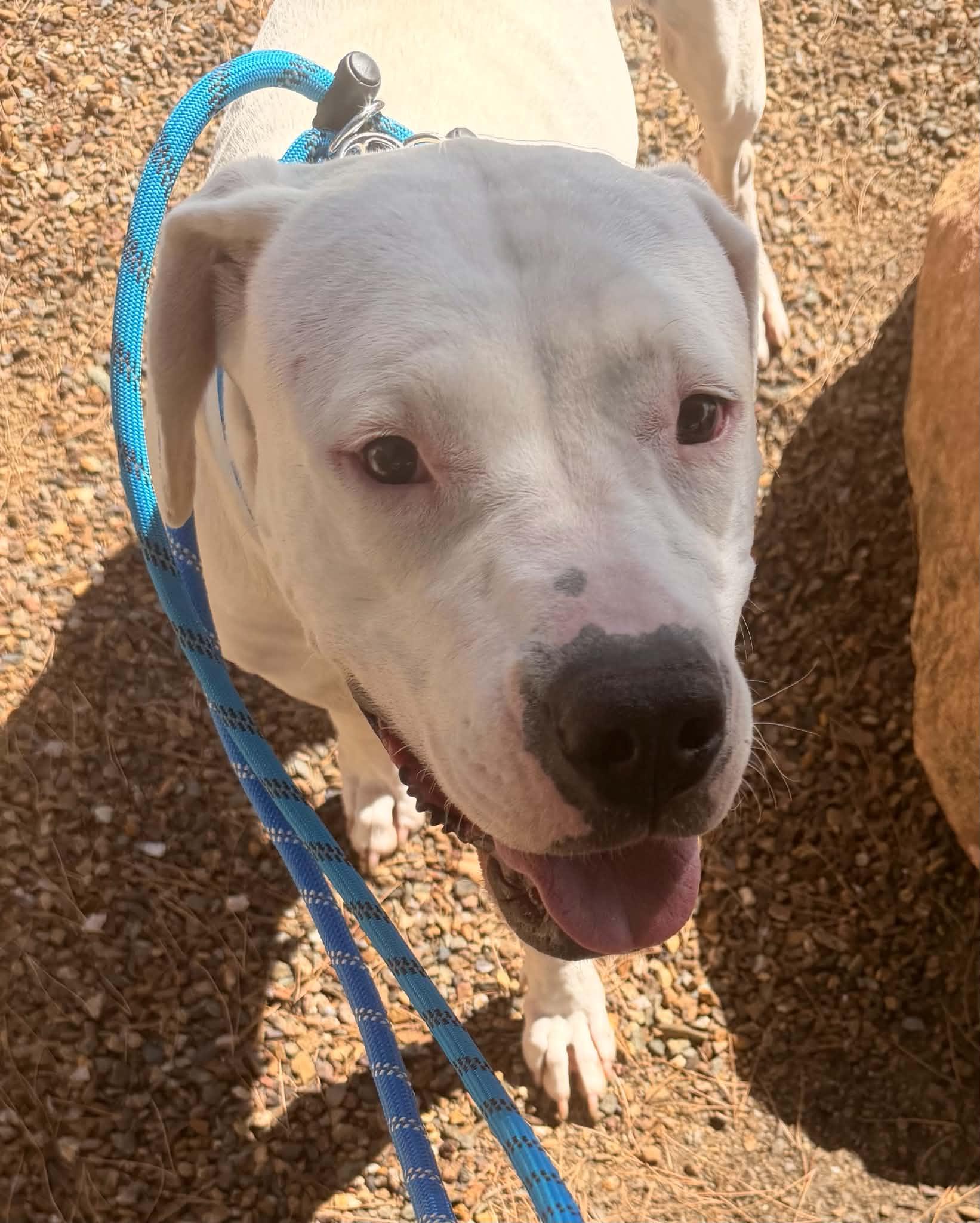 Moon, a ADOPTABLE Mixed Breed in Chino valley, AZ image 2/4