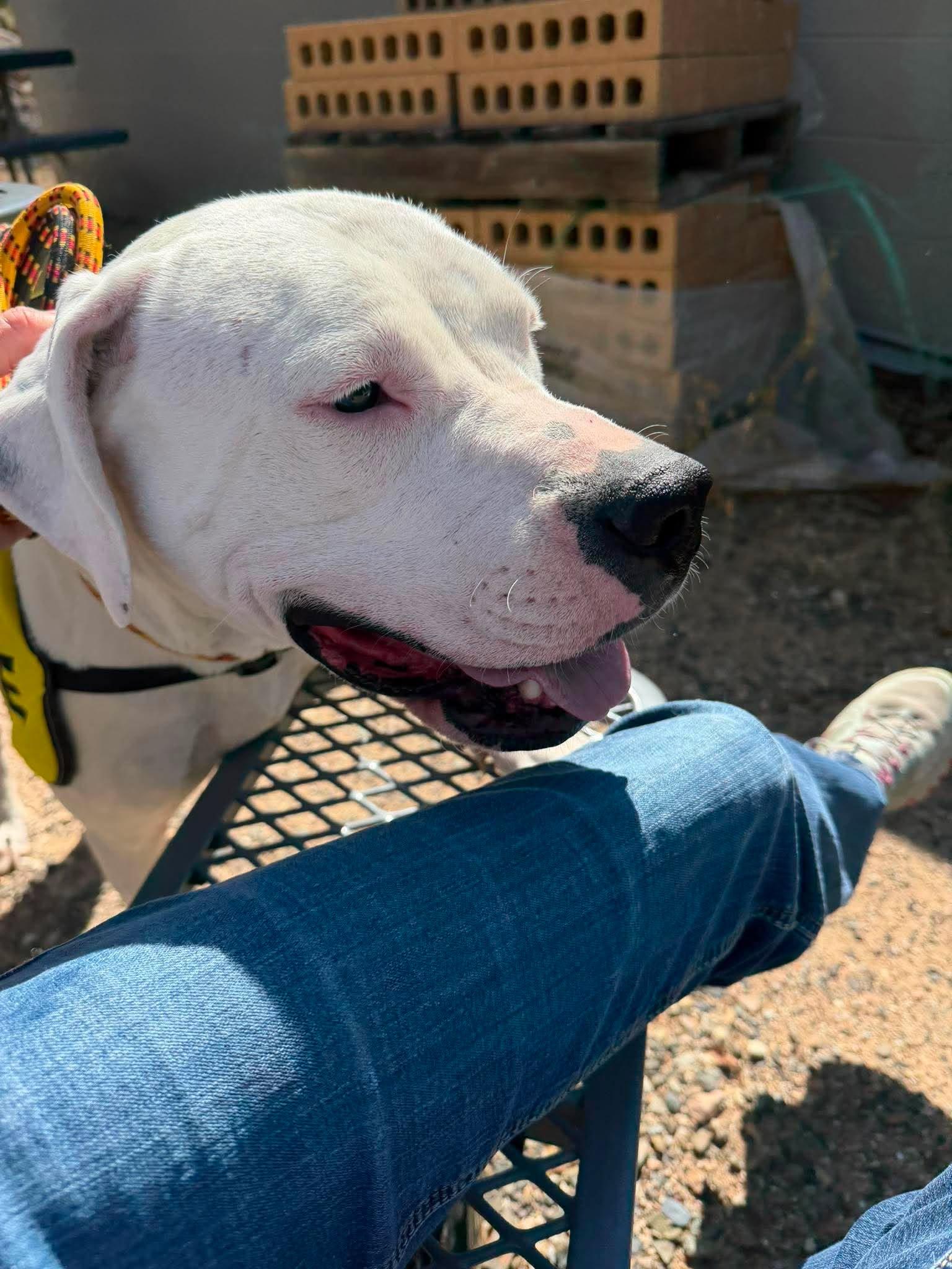 Moon, a ADOPTABLE Mixed Breed in Chino valley, AZ image 4/4