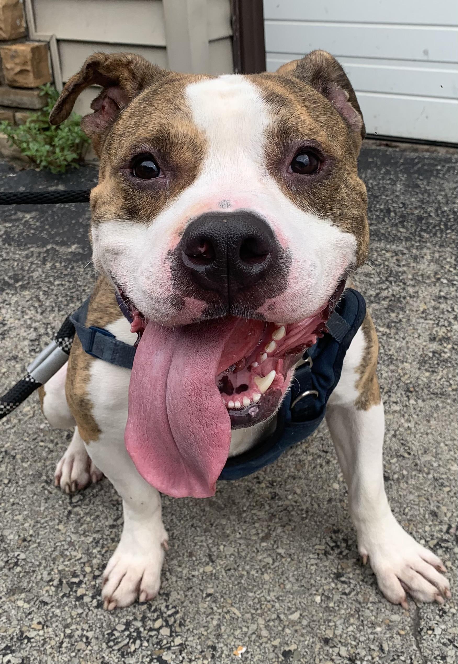 Enlarge Gustave (Gus), a Adoptable mixed breed in McKeesport, PA image 1/6