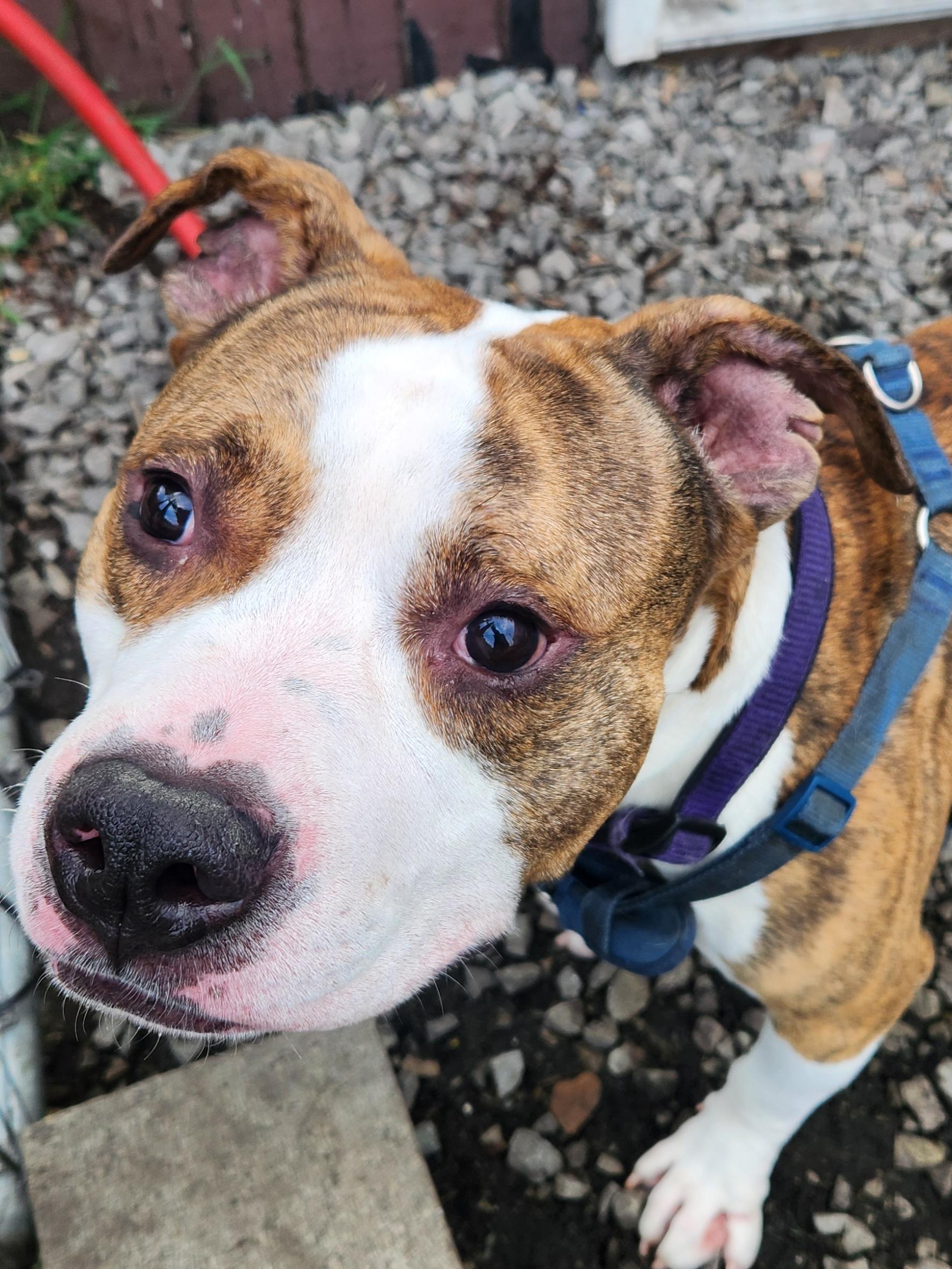 Enlarge Gustave (Gus), a Adoptable mixed breed in McKeesport, PA image 2/6