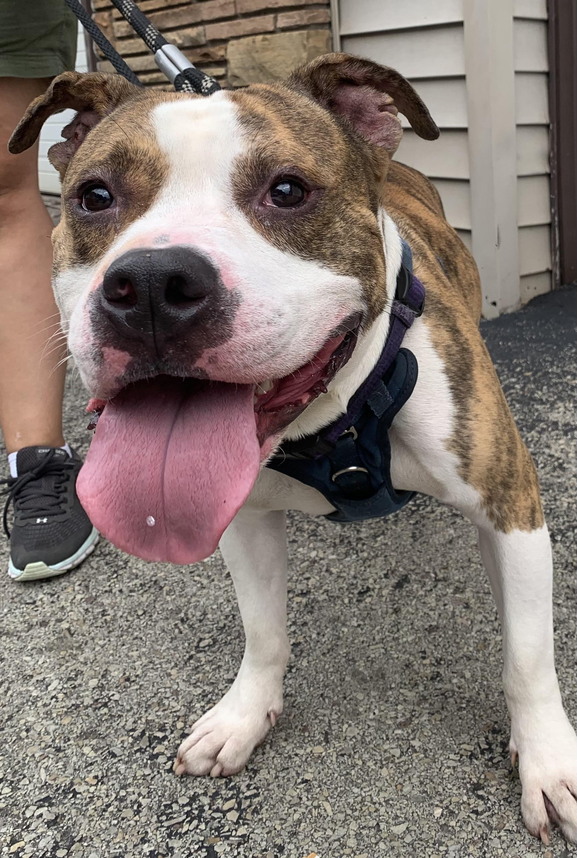 Enlarge Gustave (Gus), a Adoptable mixed breed in McKeesport, PA image 3/6