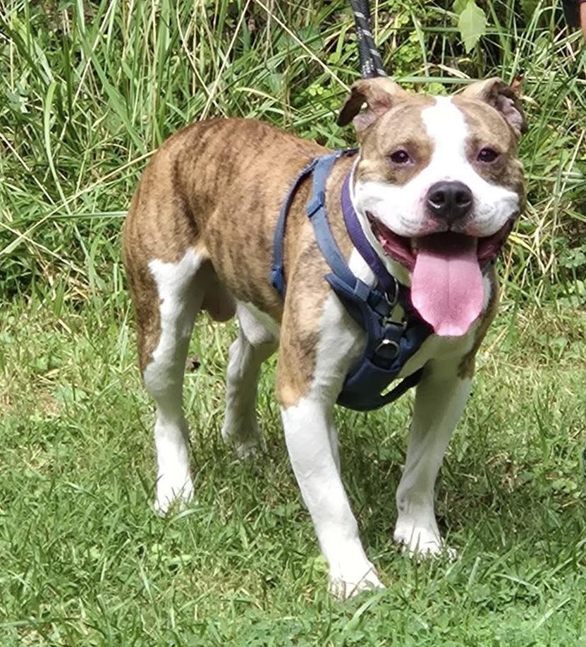 Enlarge Gustave (Gus), a Adoptable mixed breed in McKeesport, PA image 4/6