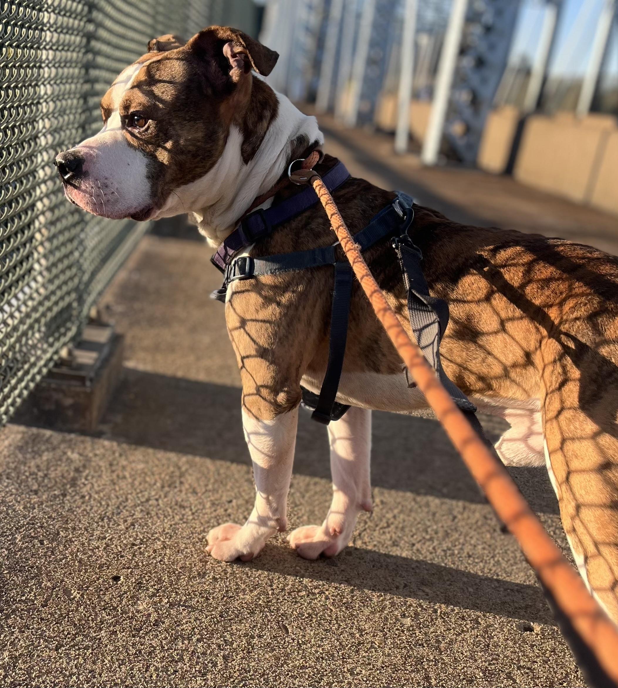 Enlarge Gustave (Gus), a Adoptable mixed breed in McKeesport, PA image 5/6