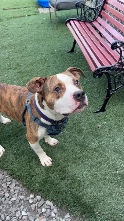 Enlarge Gustave (Gus), a Adoptable mixed breed in McKeesport, PA video 6/6