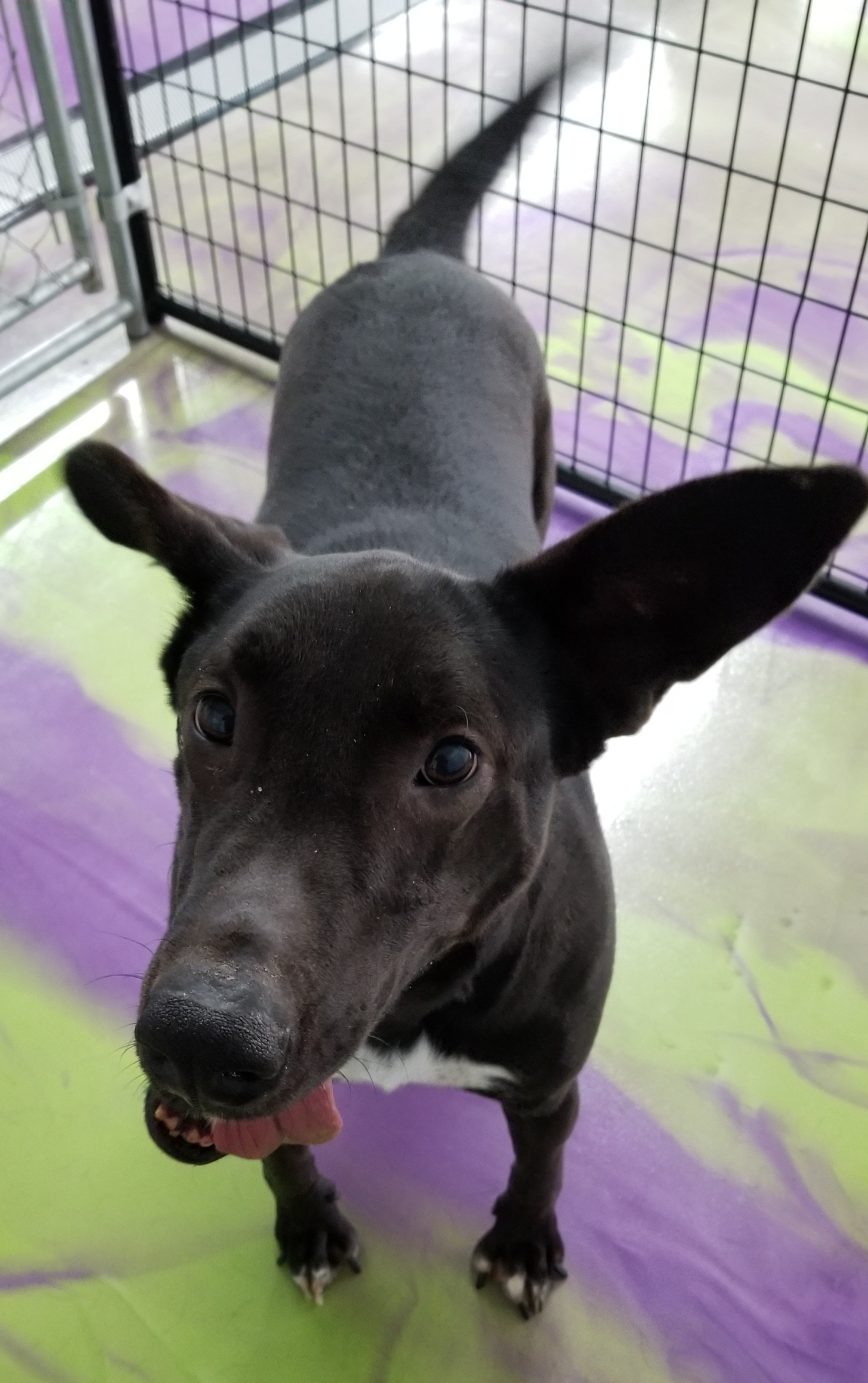 Jet, a Adoptable mixed breed in Anna, IL image 1/12