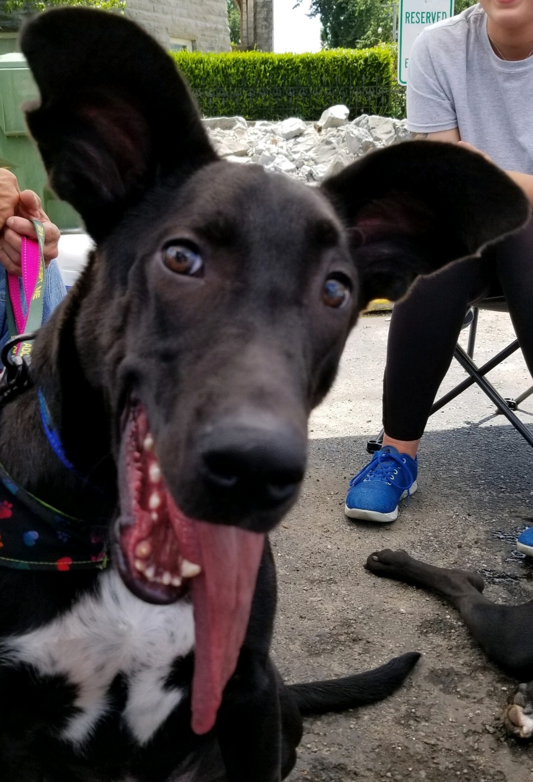 Jet, a Adoptable mixed breed in Anna, IL image 2/12