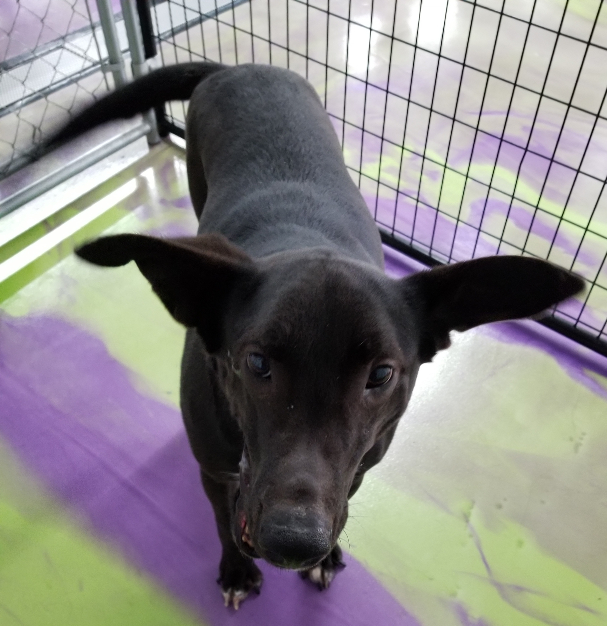 Jet, a Adoptable mixed breed in Anna, IL image 3/12