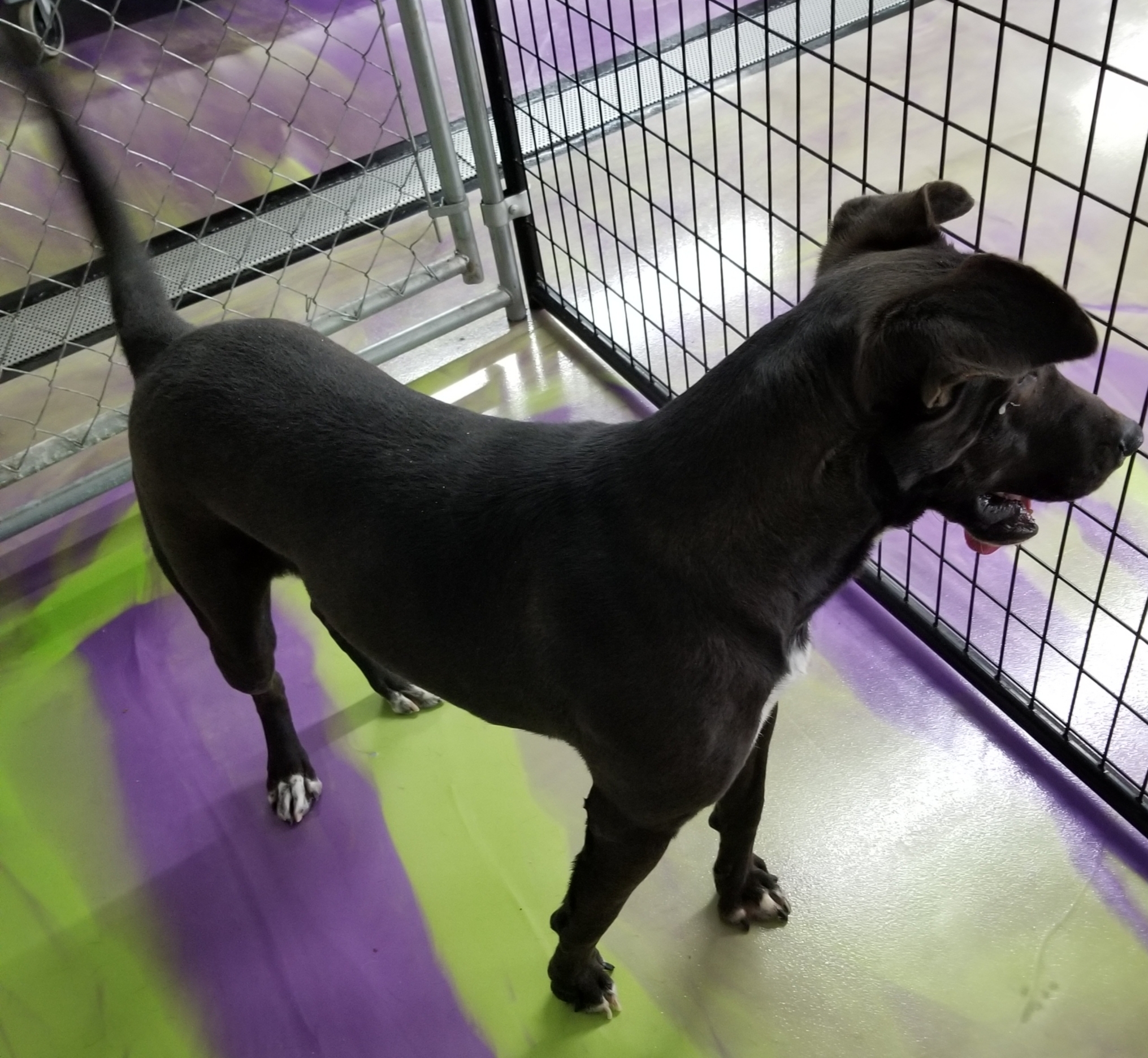 Jet, a Adoptable mixed breed in Anna, IL image 4/12