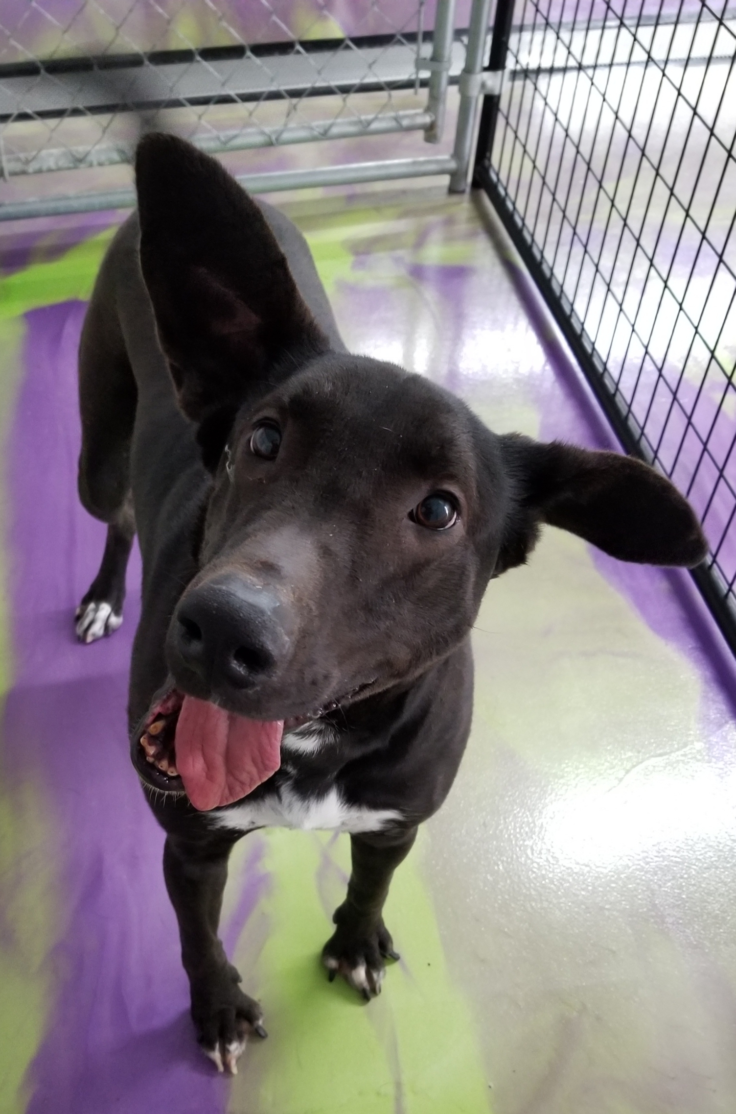 Jet, Adoptable, Adult Male Labrador Retriever & Shepherd.