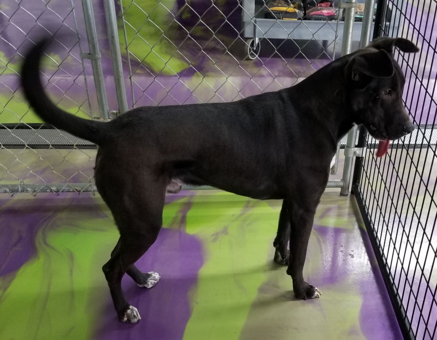 Jet, a Adoptable mixed breed in Anna, IL image 6/12