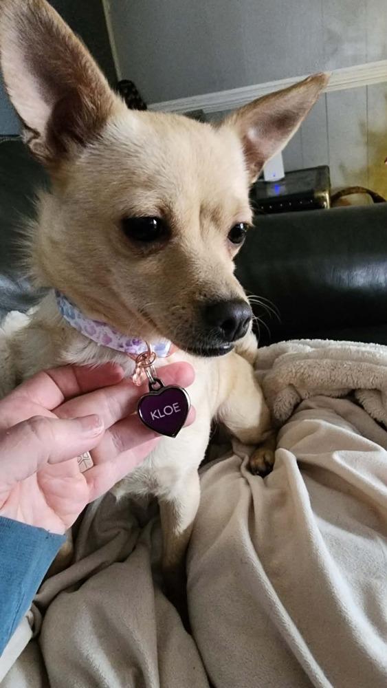 Kloe, Adoptable, Young Female Chihuahua.