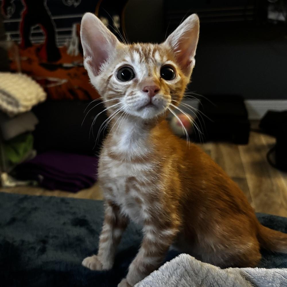 Piña Colada, Adoptable, Kitten Male Domestic Short Hair.
