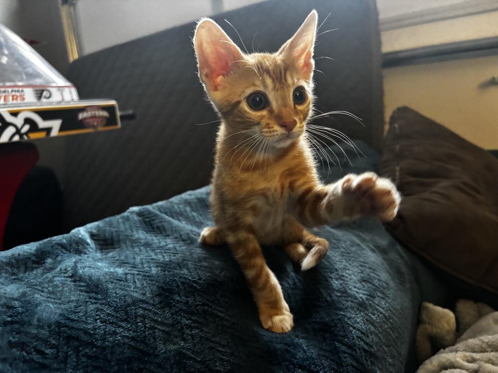 Enlarge Piña Colada, a Adoptable Domestic Short Hair in Orlando, FL image 3/5
