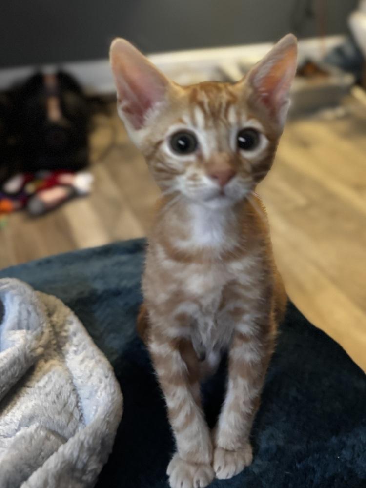 Enlarge Piña Colada, a Adoptable Domestic Short Hair in Orlando, FL image 4/5