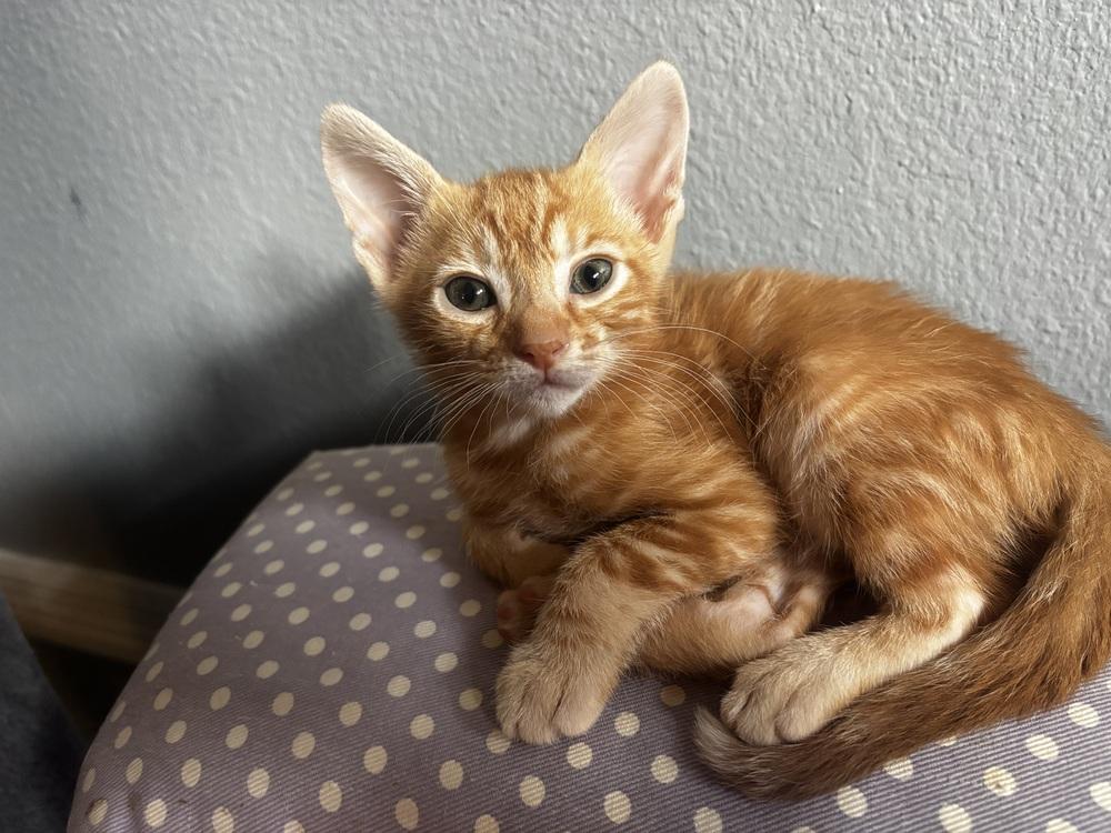 Enlarge Piña Colada, a Adoptable Domestic Short Hair in Orlando, FL image 5/5