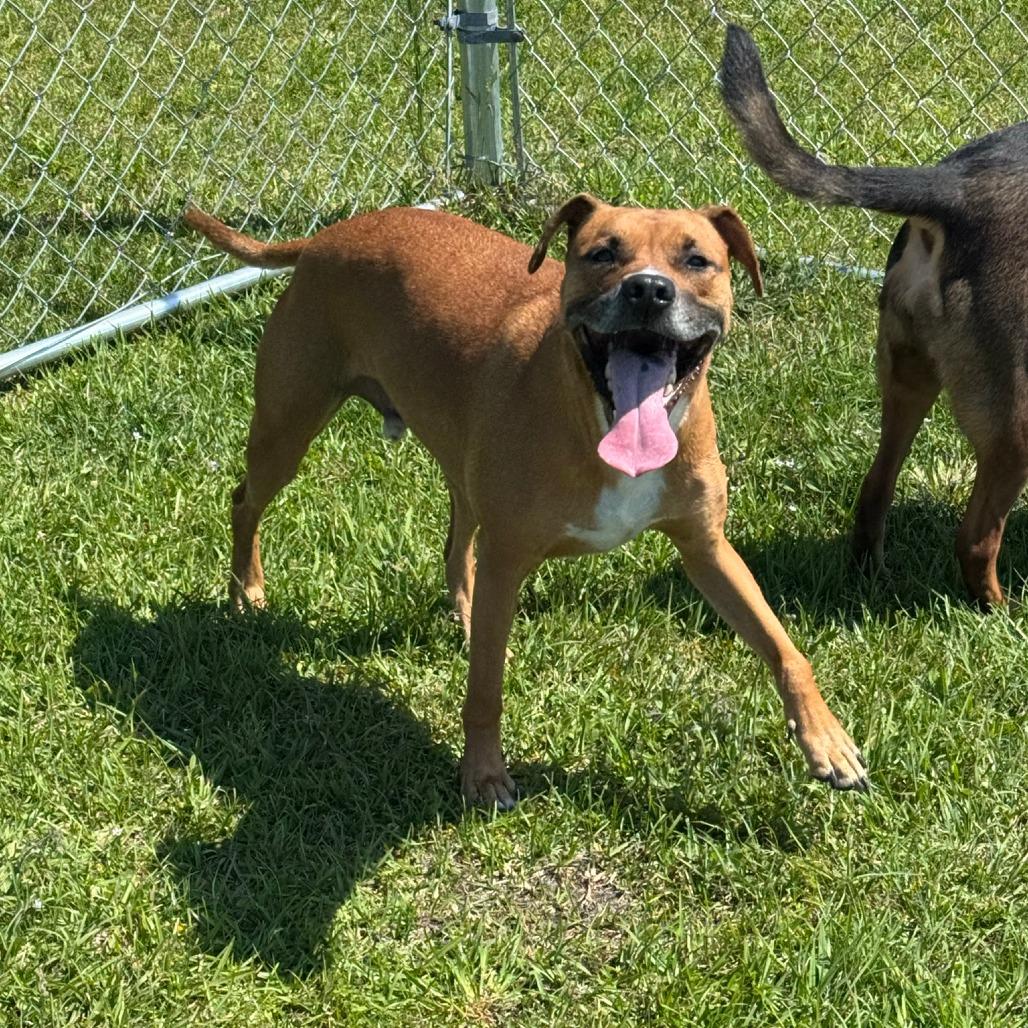 Enlarge Gordon Ramsey, a Adoptable Pit Bull Terrier in Jacksonville, NC image 2/2