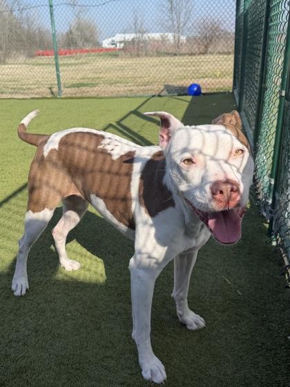 Dinah, Adoptable, Adult Female Mixed Breed & Mixed Breed.